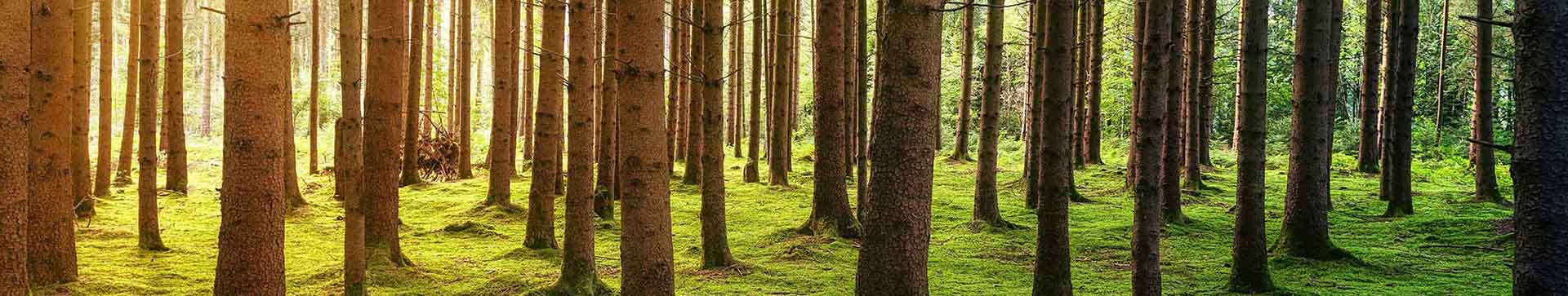 purchase of forest