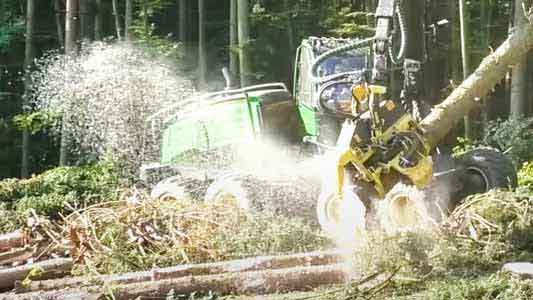forest cutting services