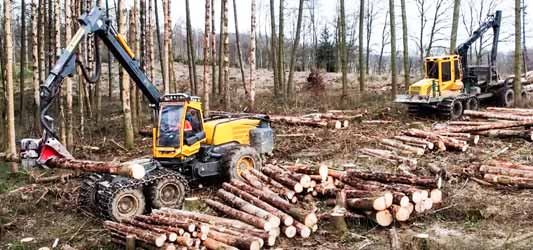 forest management company