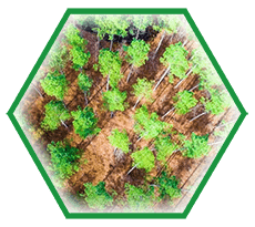 forest management plan