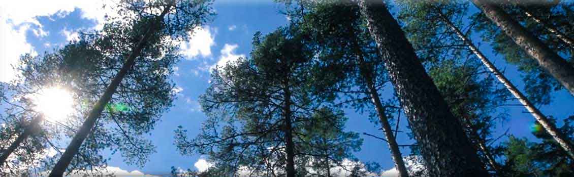 forrest management