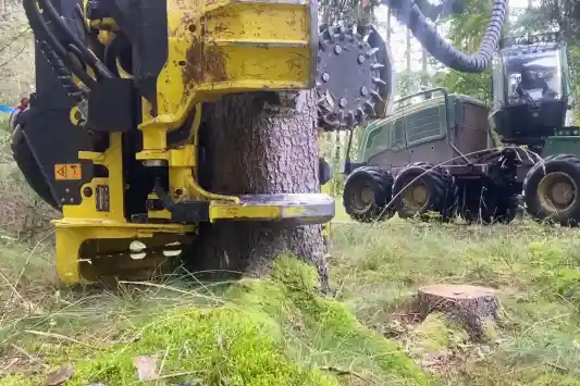 kasvava metsa m&uuml;&uuml;k metsafirmale