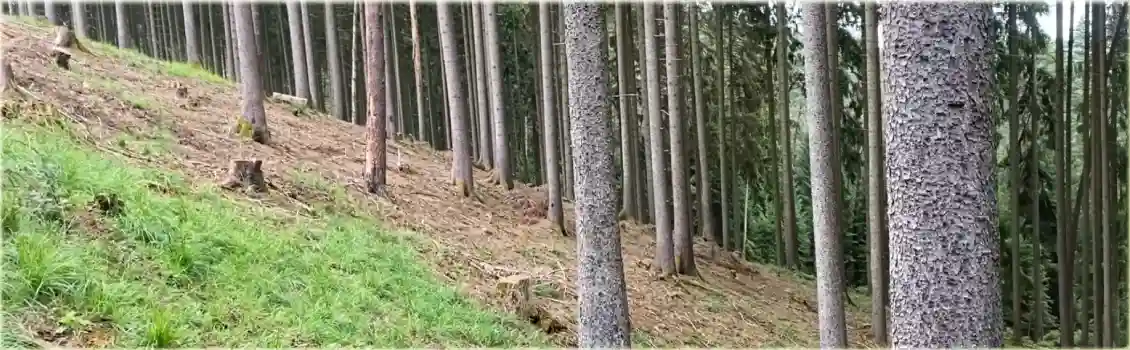 metsamaa m&uuml;&uuml;mine metsandusettev&otilde;ttele tagab &otilde;igesti majandatud metsa