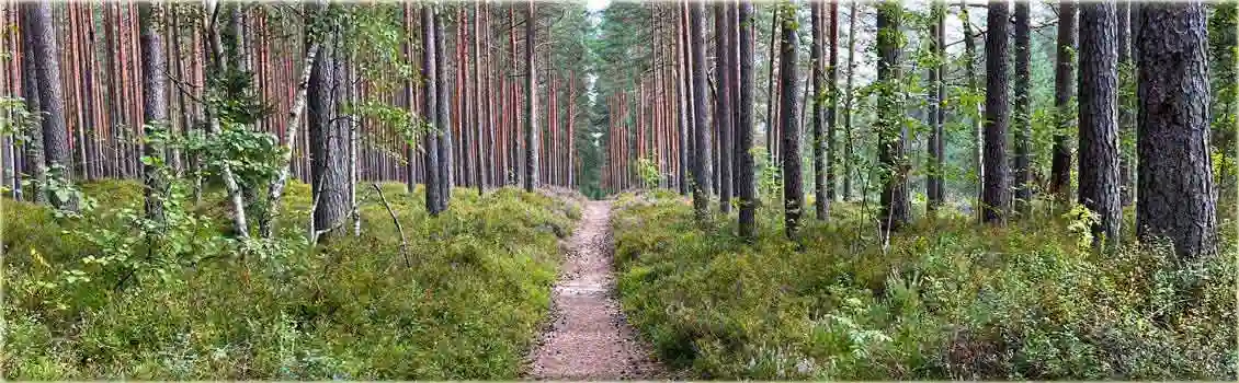 metsamaad l&auml;bistav metsarada