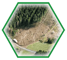 purchase of cut forest land