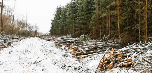 purchase of energy wood