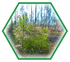 purchase of forest holdings
