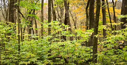 purchase of forest land