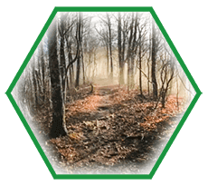 purchase of forest lands
