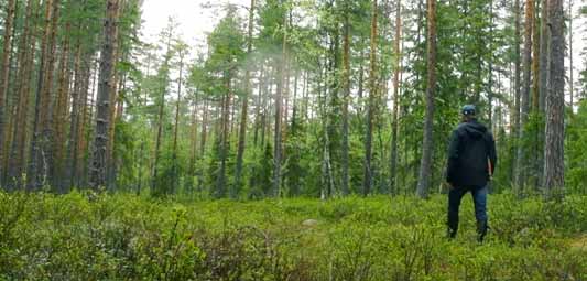 purchase of forest with standing timber