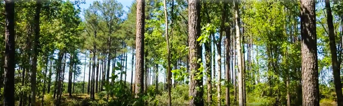 purchase of forest