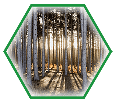 purchase of standing timber