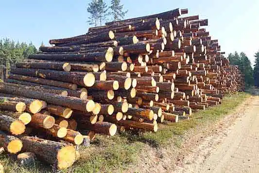 raiek&uuml;pse metsa raie&otilde;iguste ost metsamaterjali n&auml;ol