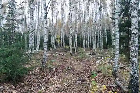 V&otilde;sal&otilde;ikus kaasikus.