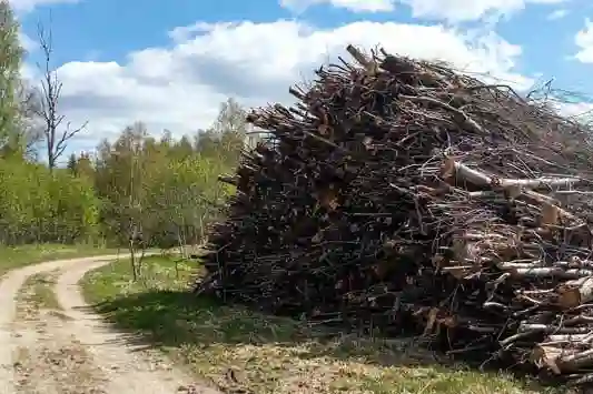 V&otilde;saraie k&auml;igus l&otilde;igatud v&otilde;sa.